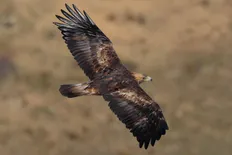 Águila real