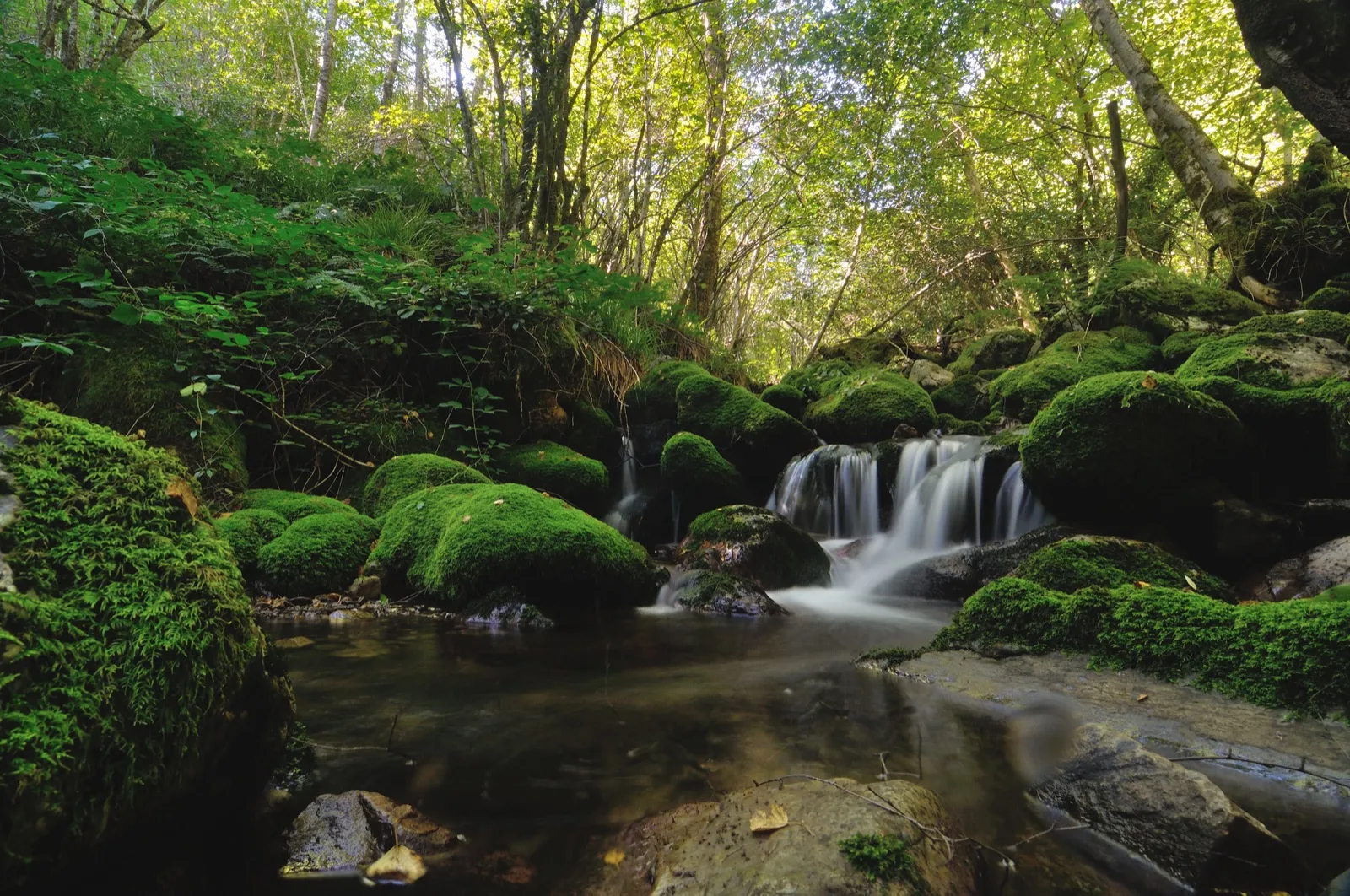 Fuentes del Narcea, Degaña e Ibias