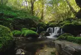 Bosque de Muniellos