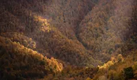 Rutas de otoño en Asturias: seis bosques para ver el cambio de color