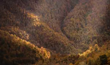 Rutas de otoño en Asturias: seis bosques para ver el cambio de color