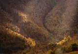 Bosque de Peloño (Ponga)