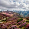 Los brezales de las cumbres: el manto púrpura de los puertos asturianos