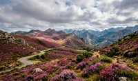 Los brezales de las cumbres: el manto púrpura de los puertos asturianos