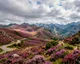 Los brezales de las cumbres: el manto púrpura de los puertos asturianos