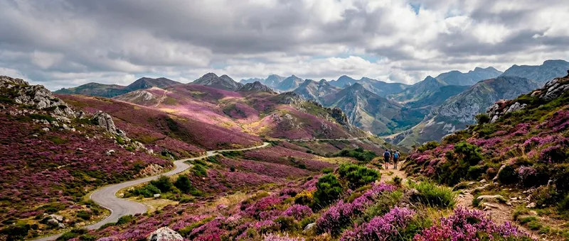 Los brezales de las cumbres: el manto púrpura de los puertos asturianos