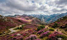 Los brezales de las cumbres: el manto púrpura de los puertos asturianos