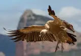 Buitre leonado