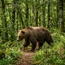 El Oso Pardo Cantábrico: El gran superviviente de nuestras montañas