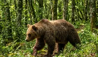 El Oso Pardo Cantábrico: El gran superviviente de nuestras montañas