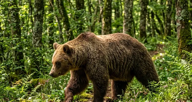 El Oso Pardo Cantábrico: El gran superviviente de nuestras montañas