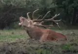 Ciervo en la berrea