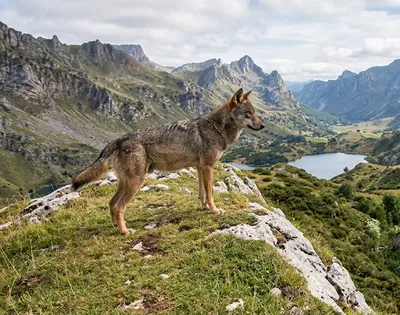 Lobo Ibérico