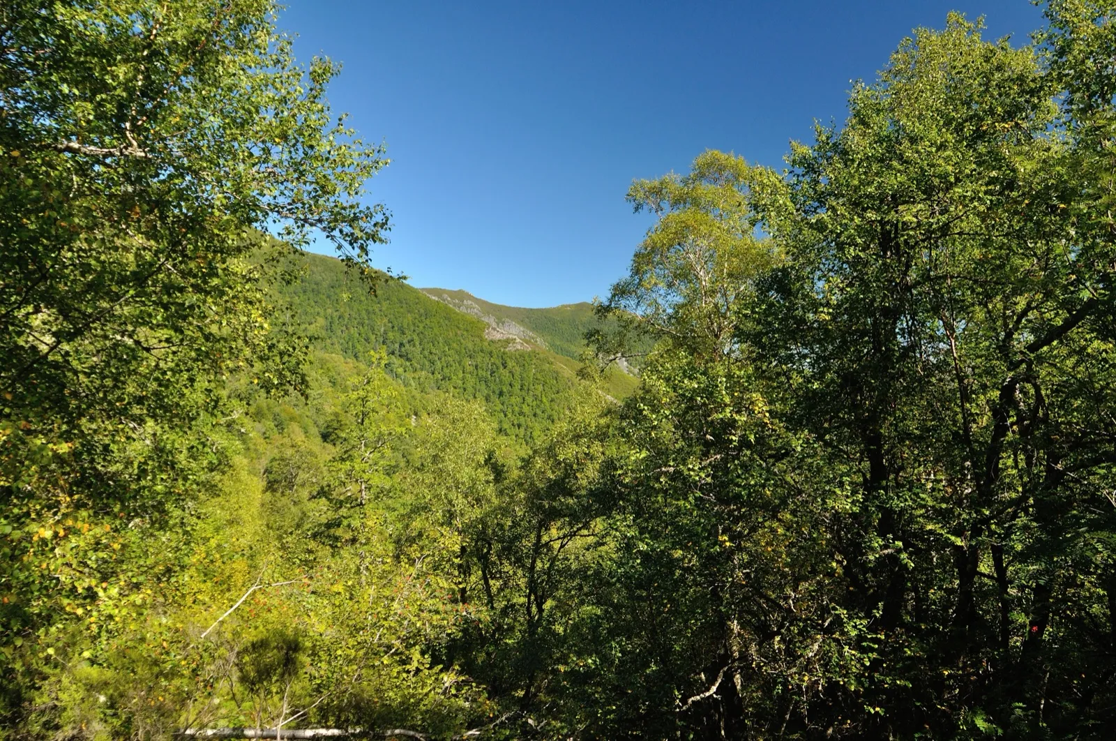 Bosque de Moal