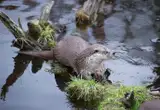 Nutria