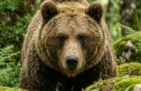 Cantabrian Brown Bear