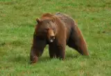 Oso pardo