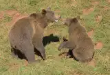 Osos pardos