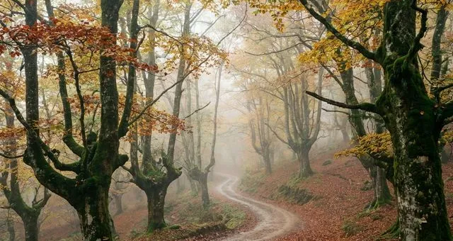Rutas de otoño en Asturias: seis bosques para ver el cambio de color
