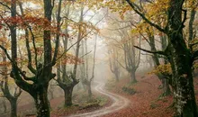 Rutas de otoño en Asturias: seis bosques para ver el cambio de color