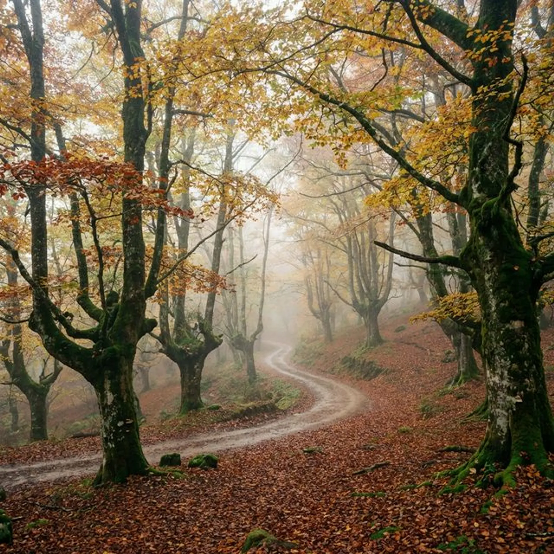 Ruta Peloño Forest Route - senderismo en Parque Natural, Asturias