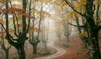 Rutas de otoño en Asturias: seis bosques para ver el cambio de color