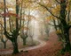 Rutas de otoño en Asturias: seis bosques para ver el cambio de color