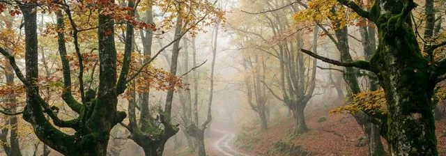 Rutas de otoño en Asturias: seis bosques para ver el cambio de color