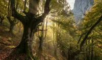 Los hayedos de Asturias: el bosque que cambia de alma con las estaciones