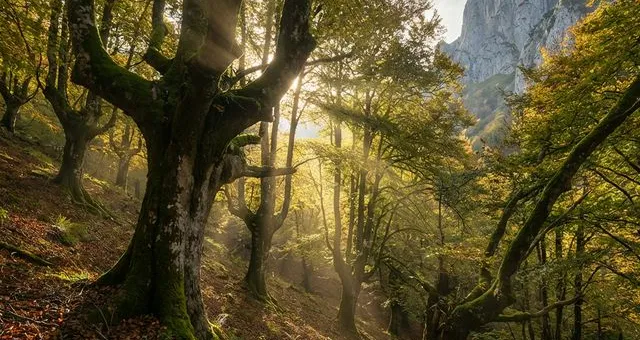 Los hayedos de Asturias: el bosque que cambia de alma con las estaciones