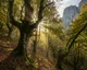 Los hayedos de Asturias: el bosque que cambia de alma con las estaciones