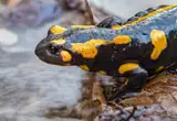 Salamandra común
