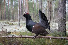 Urogallo