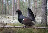 Urogallo