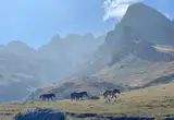Caballos en el valle de Peña Ubiña
