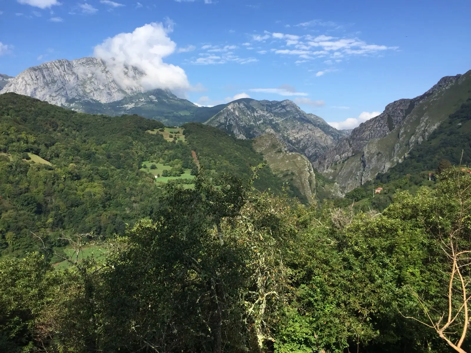 Bosque de Asturias en primavera